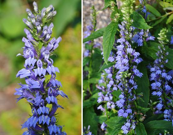 Lobelia Siphilitica Blue Selection (1128)